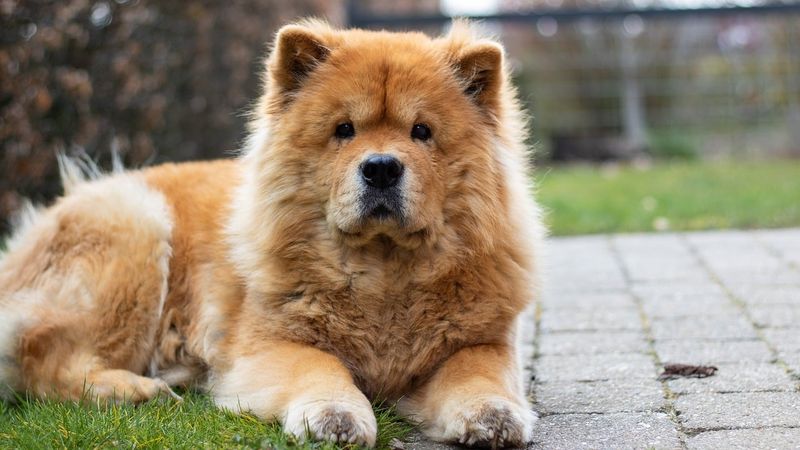 Chow Chow – The Standoffish Teddy Bear