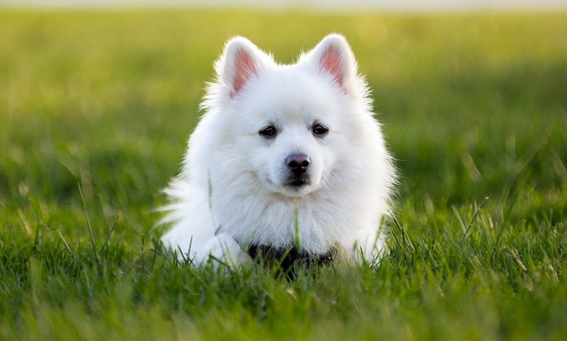 American Eskimo Dog