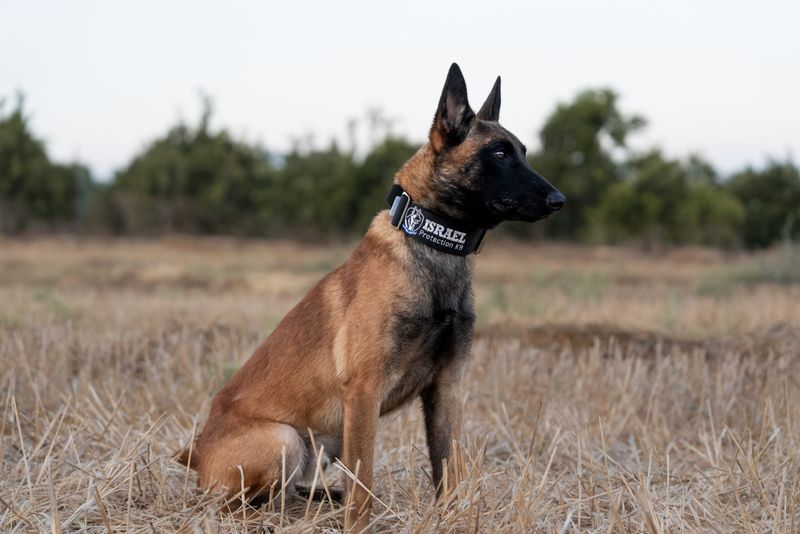 Belgian Malinois – The Tireless Defender