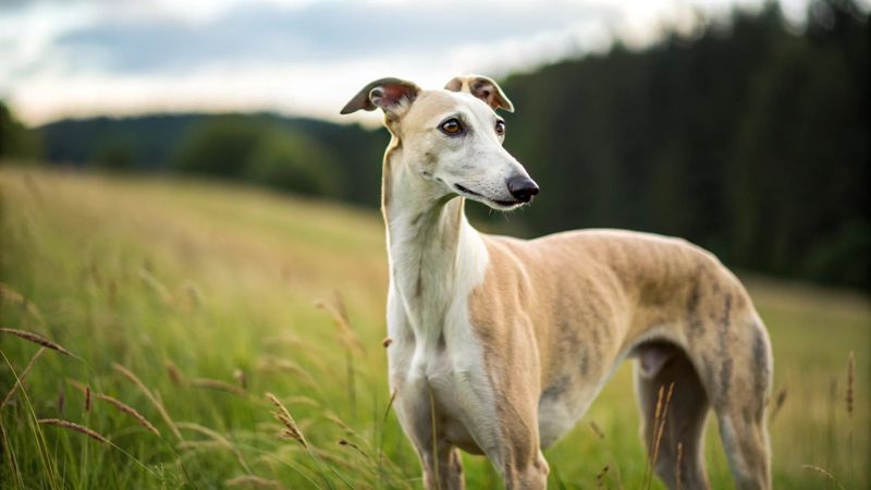 Greyhound