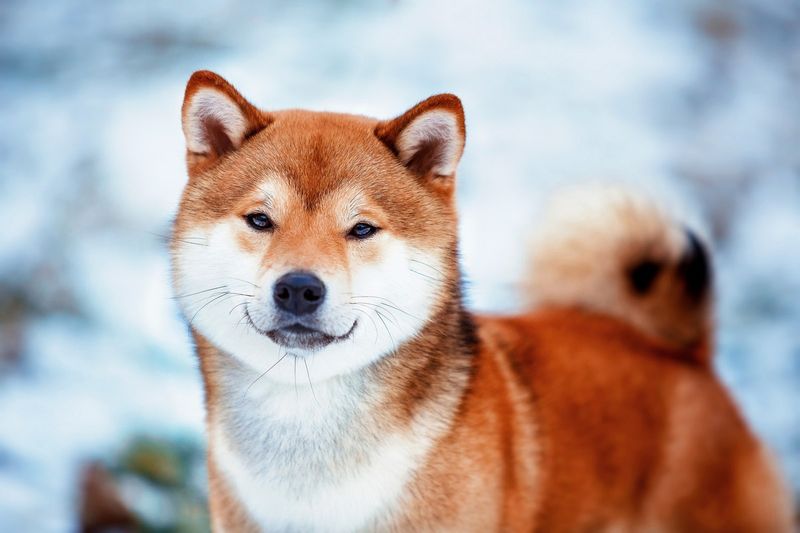 Shiba Inus: Independent Trauma Holders