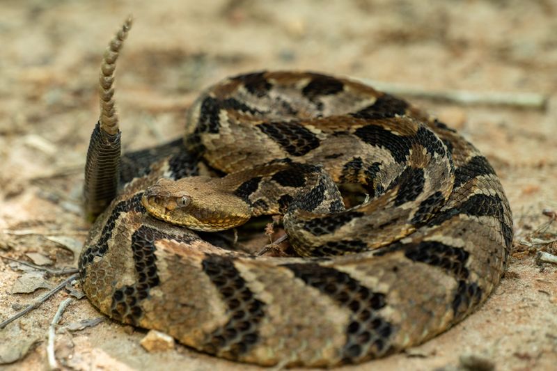 South Carolina – Lowcountry Snake Haven