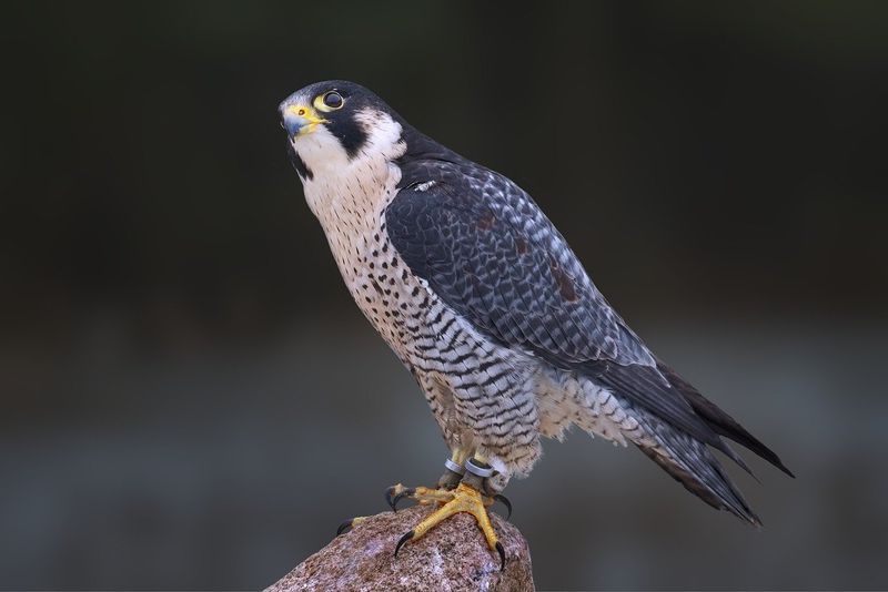 Predator Birds Face Double Jeopardy