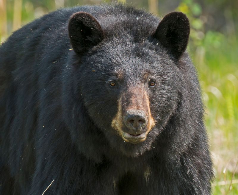 American Black Bear – The Heavyweight Forest Dweller