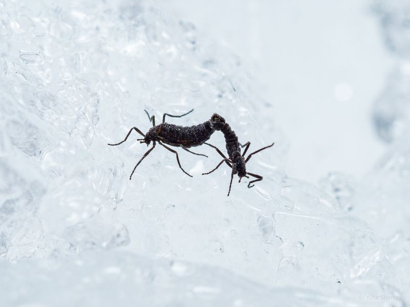 Antarctic Midge