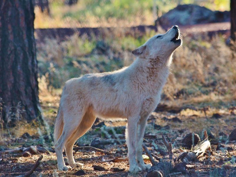 Tundra Wolf – The Siberian Survivor
