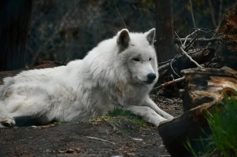 Tundra Wolf