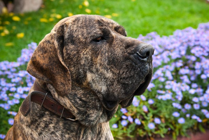 Fila Brasileiro – The Intensely Loyal Guardian