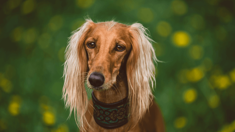 Saluki