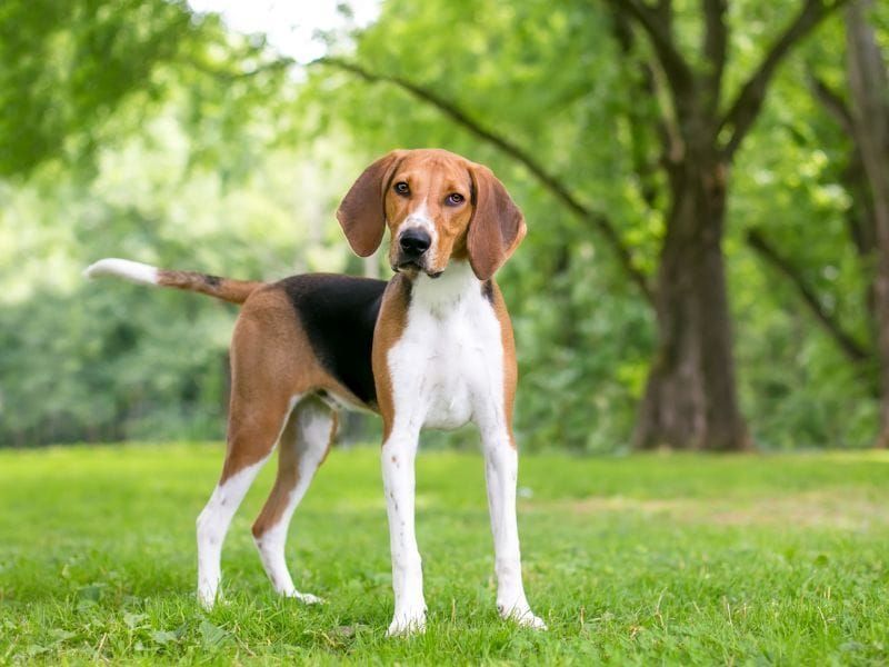 Foxhounds: Born To Chase And Never Return