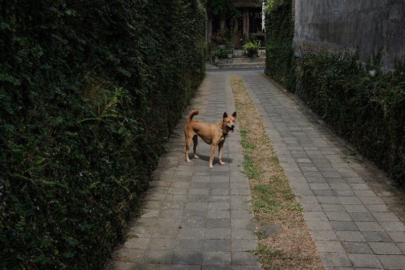Bali Street Dogs – The Ancient Kintamani Ancestors
