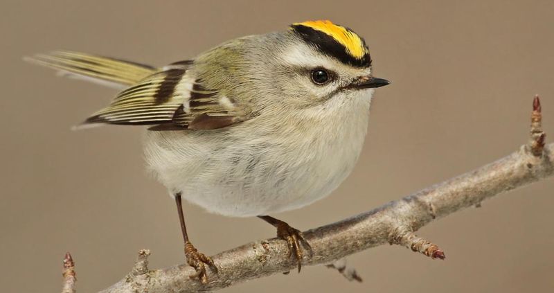 Golden-crowned Kinglets