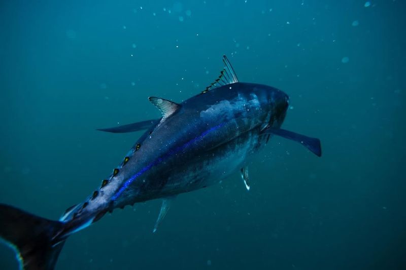 Albacore Tuna