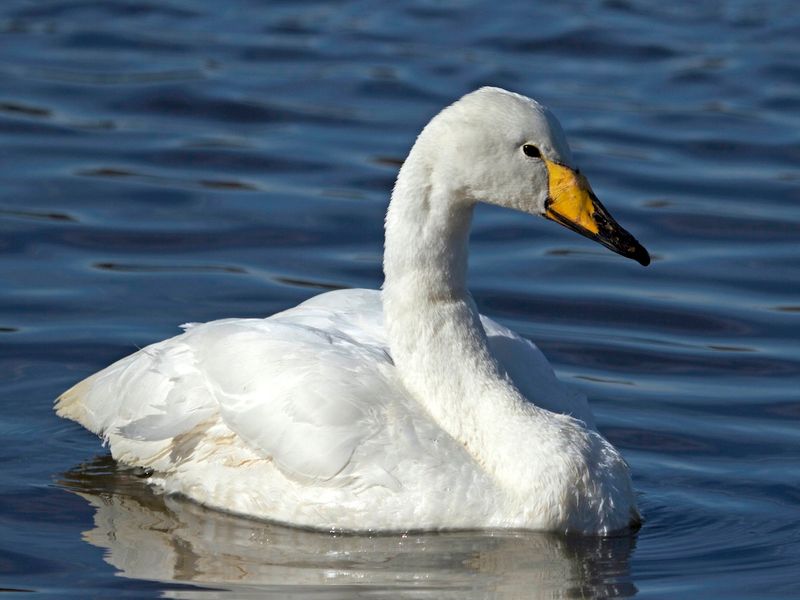 Whooper Swan