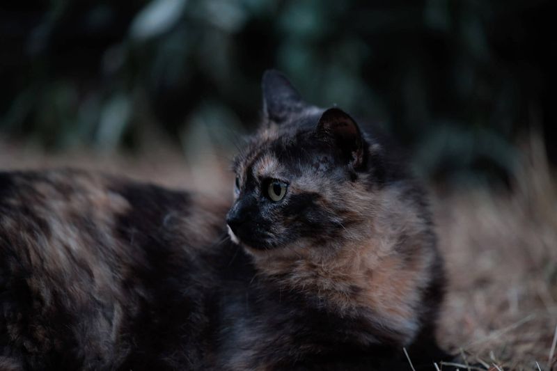 Search During Prime Cat Hours