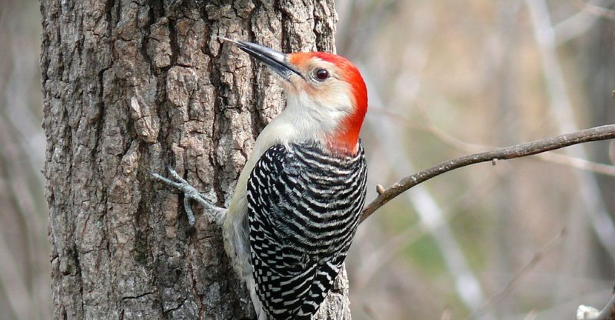 All About The Red-Bellied Woodpecker