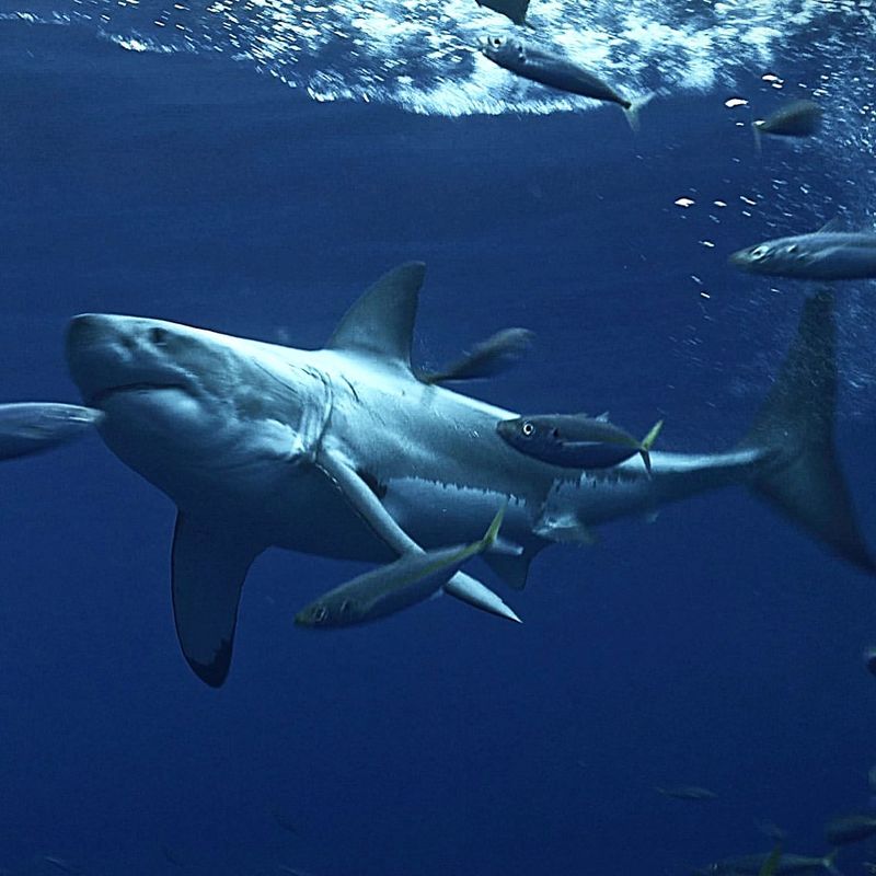 Sharks Don't Get Cancer