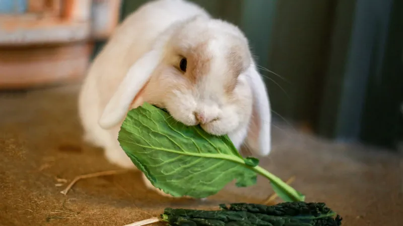 Vegetarian Diet Simplicity