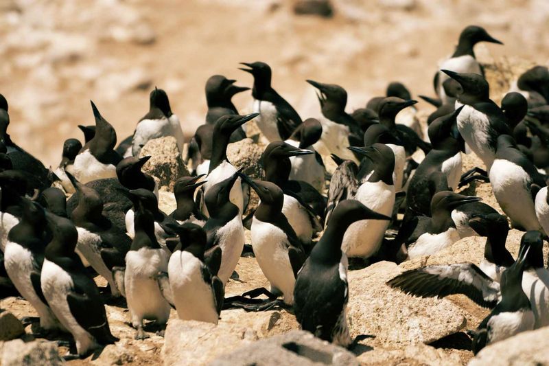 Farallon Islands, California