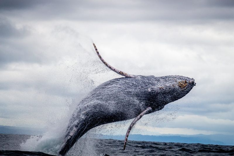 Hawaiian Islands Humpback Whale National Marine Sanctuary, Hawaii