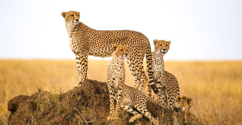 Africa Has Its Own Big Cats