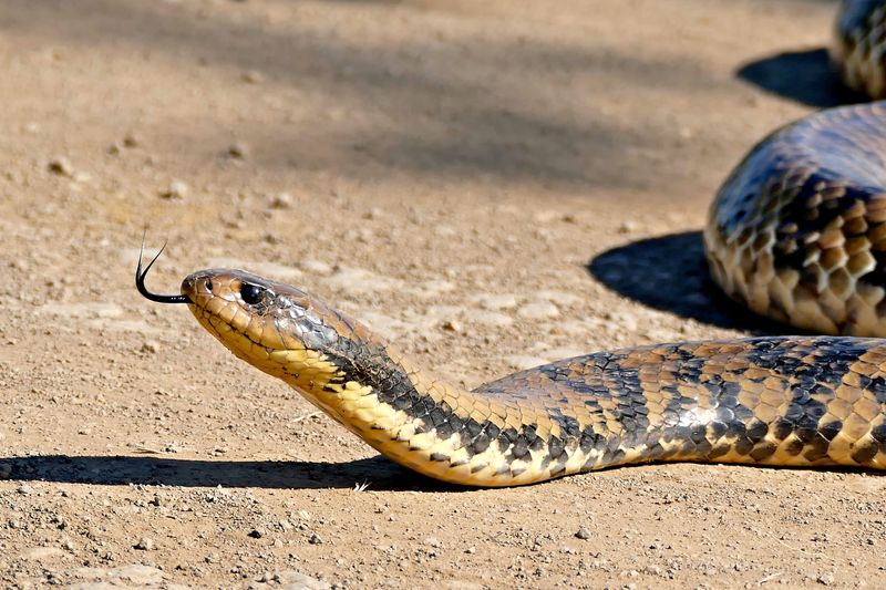 False Water Cobra (Hydrodynastes gigas)