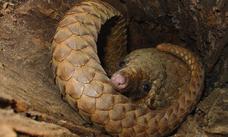 The Market For Pangolin Products