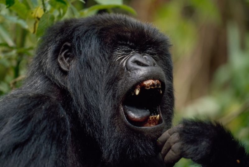 Gorilla – Primate Jaw Champion