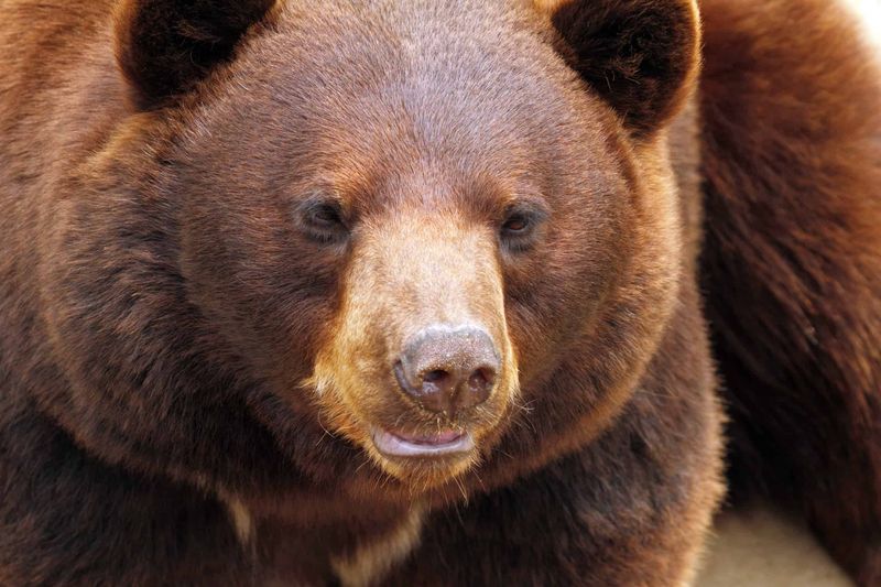 Cinnamon Bear – The Rusty-Colored Mountain Giant