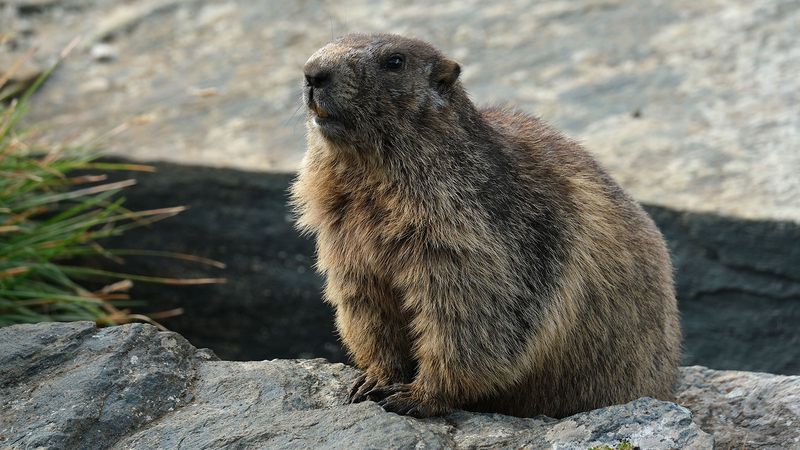 Groundhog (Marmota monax)