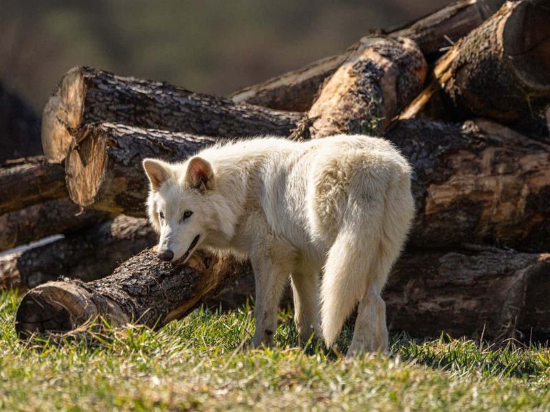 Dire Wolves Howling In Remote Forests