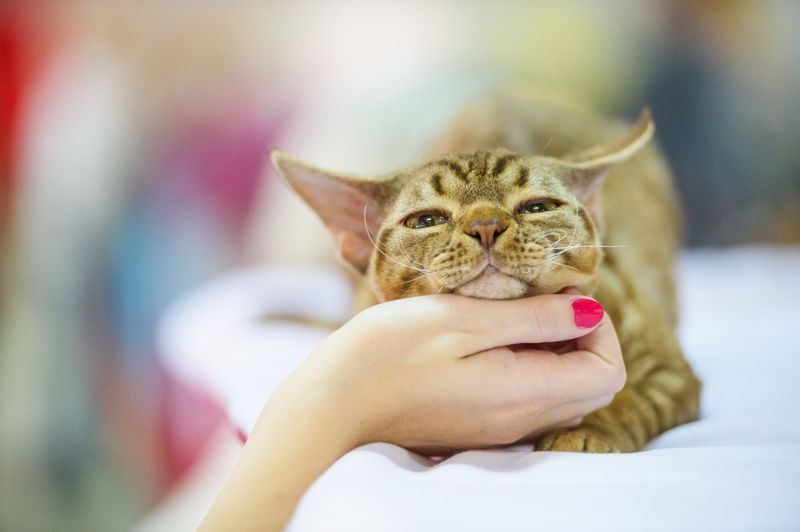 Devon Rex: The Pixie Cat