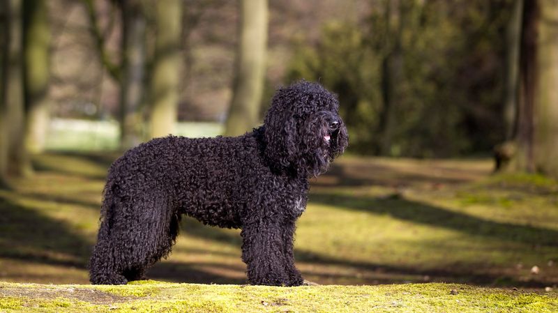 Barbet