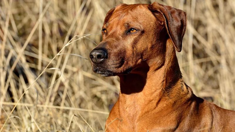 Rhodesian Ridgeback