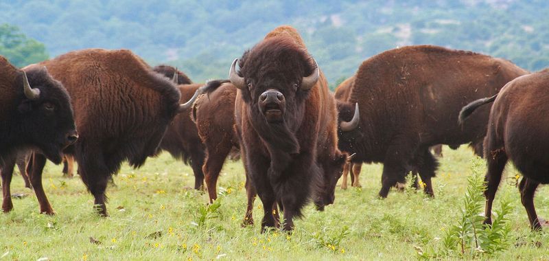 The Great Plains: Once America's Bison Heartland