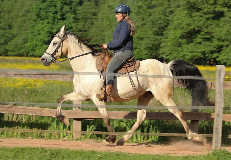 Racking Horse