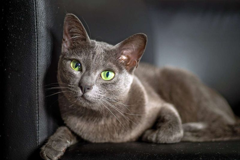 Korat: Ancient Wisdom In Blue Fur