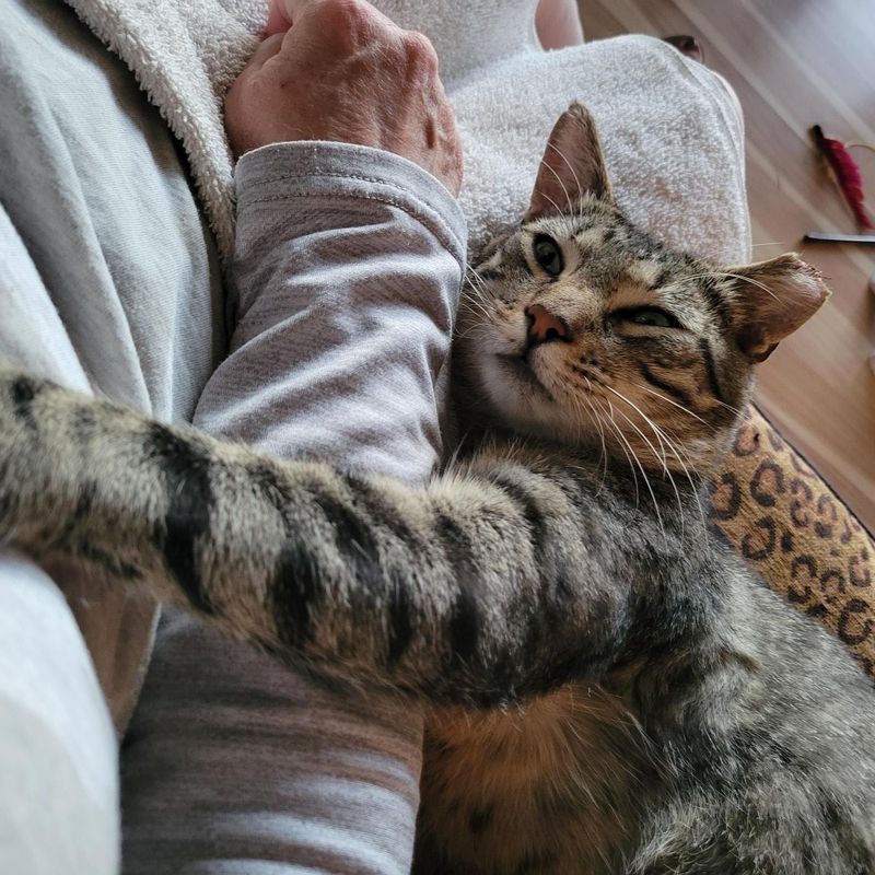 Domestic Shorthair