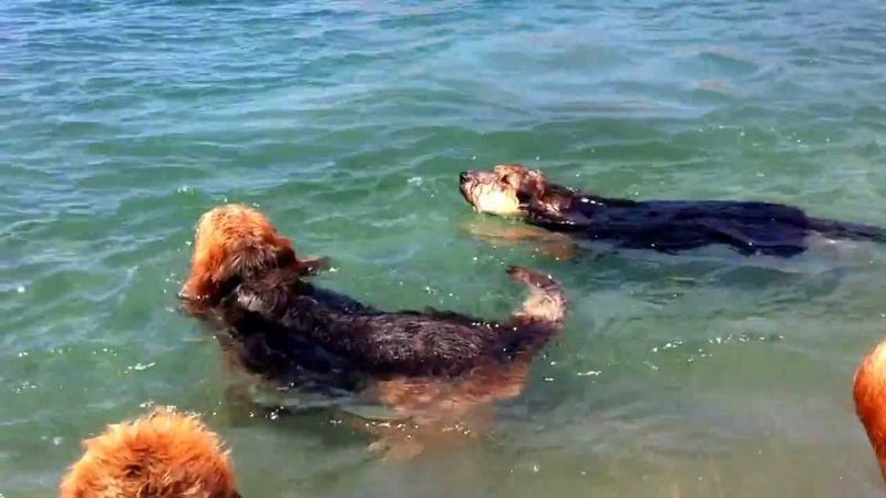 Otterhound