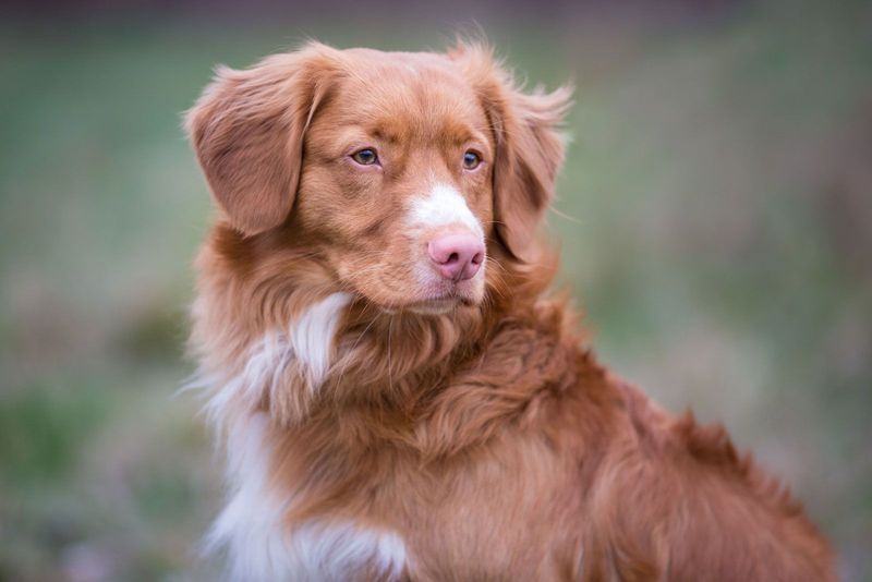 Nova Scotia Duck Tolling Retriever