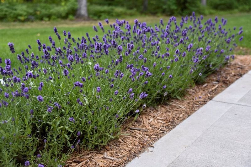 Lavender's Fragrant Shield