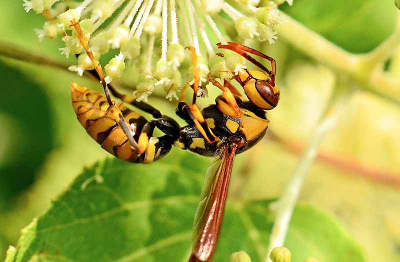 Insects