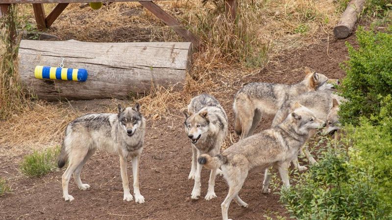 Wolf Pack Healing Support