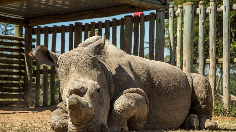Northern White Rhino, Down To The Final Two