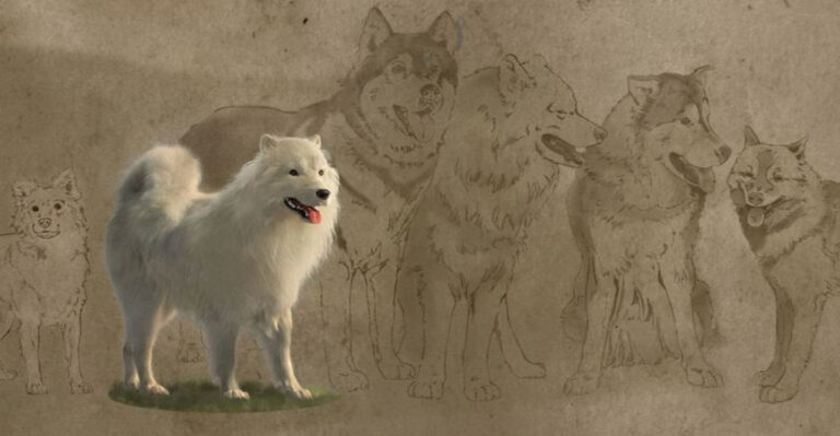 Analysis Confirms Precolonial Lineage Of Mutton, The Extinct Indigenous Dog Once Valued For Its Wool