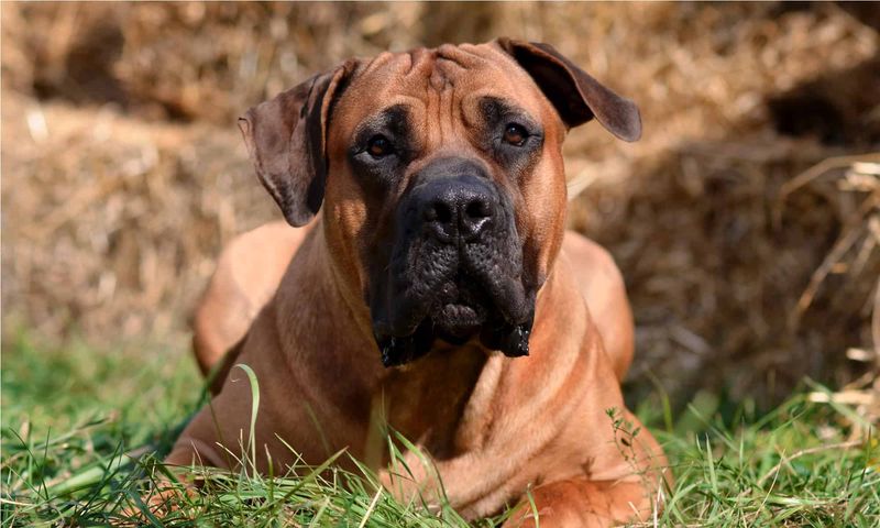 Boerboel – The South African Farmhand