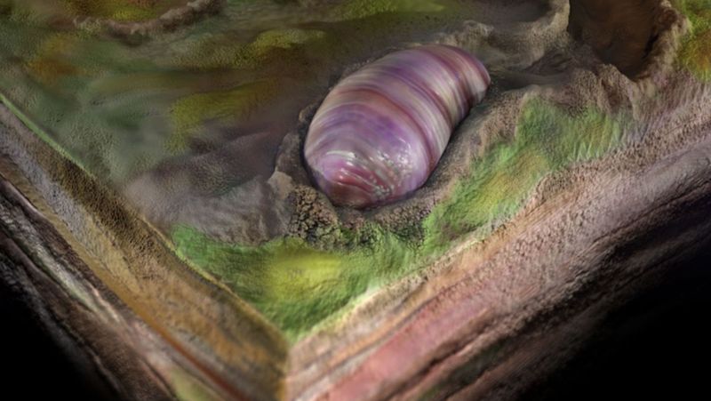 The Discovery Of The 555-Million-Year-Old Australian Fossil