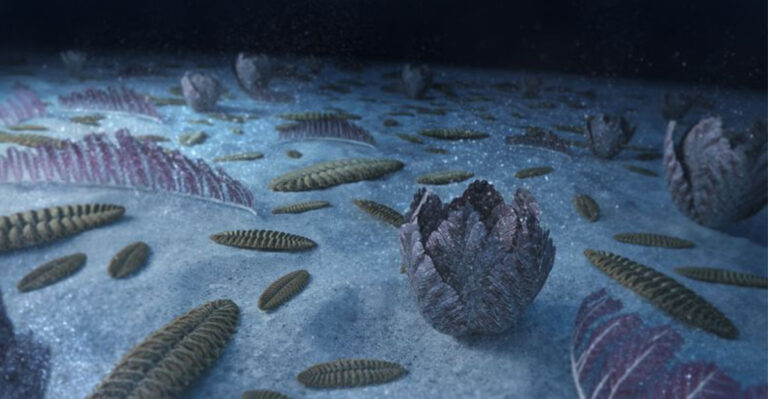 Ancestor Of All Animals Discovered In 555-Million-Year-Old Australian Fossils