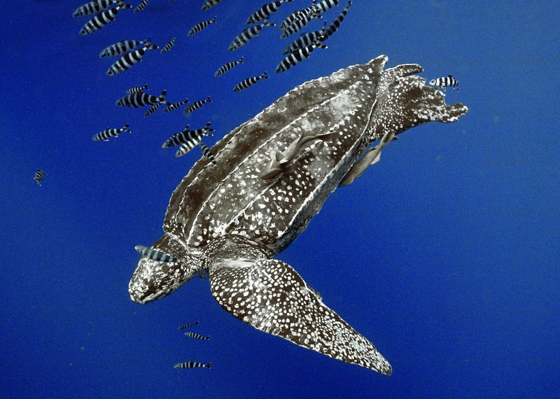 Conservation Comeback