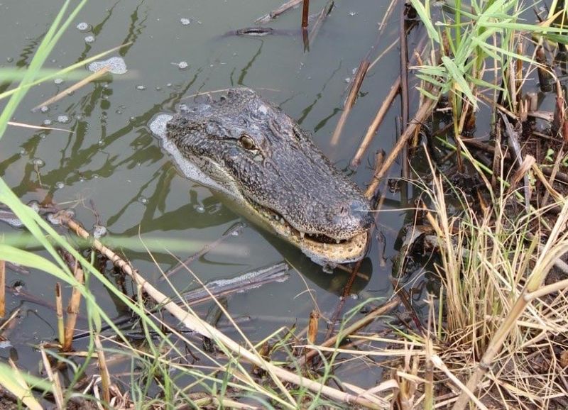 They Have The Most Advanced Hearts In The Reptile World